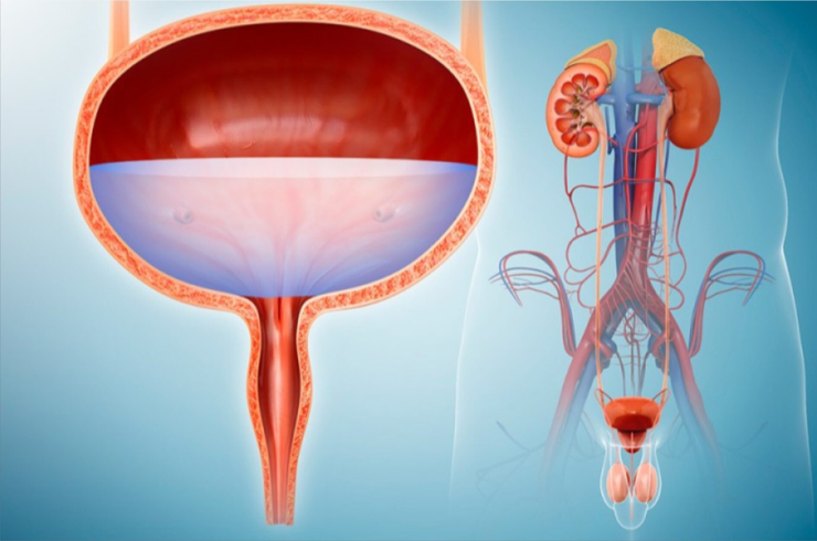 /urology/
